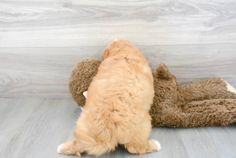 Little Golden Retriever Poodle Mix Puppy