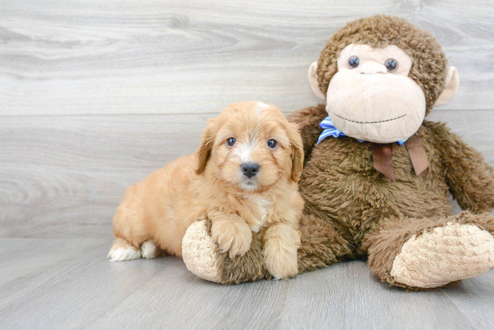 Best Mini Goldendoodle Baby