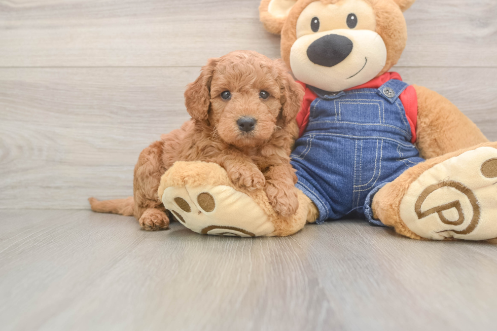 Funny Mini Goldendoodle Poodle Mix Pup
