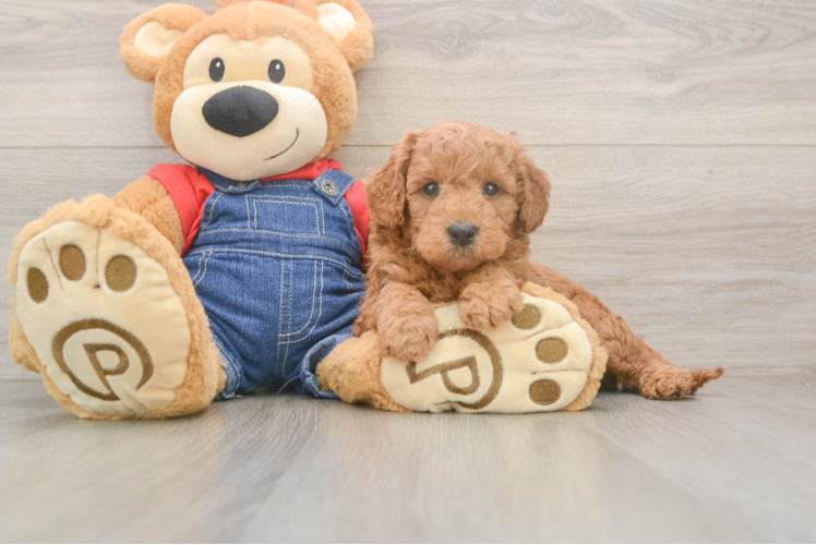 Best Mini Goldendoodle Baby
