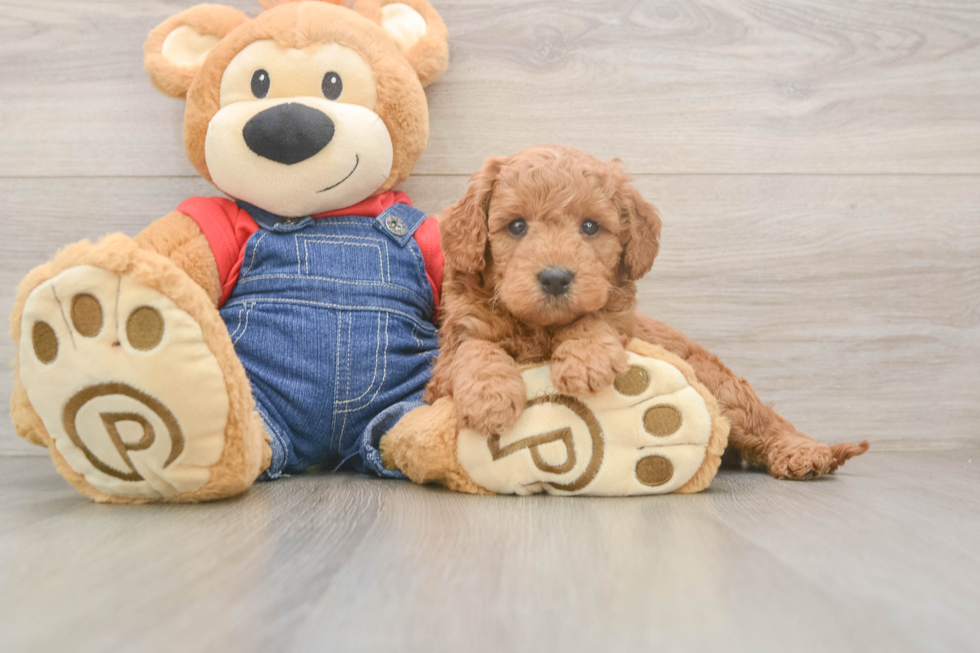 Best Mini Goldendoodle Baby