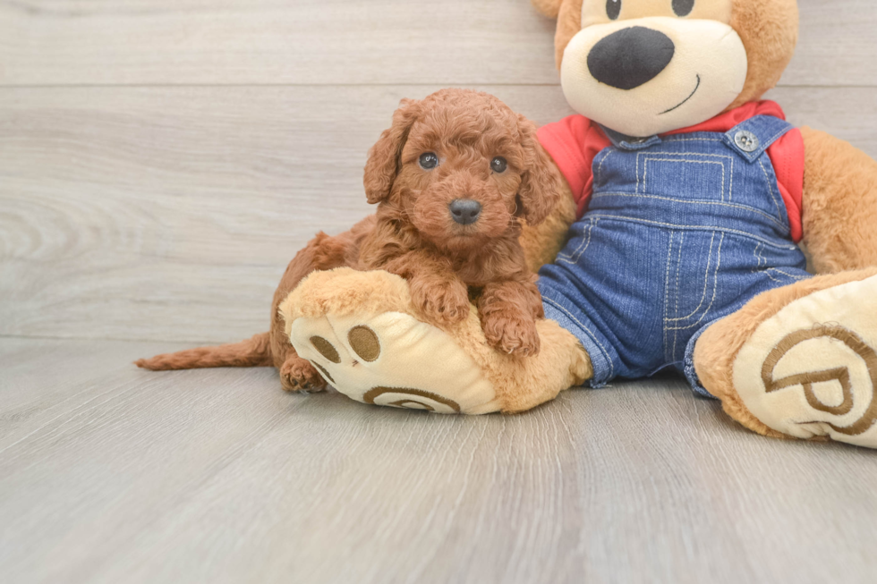 Energetic Golden Doodle Poodle Mix Puppy