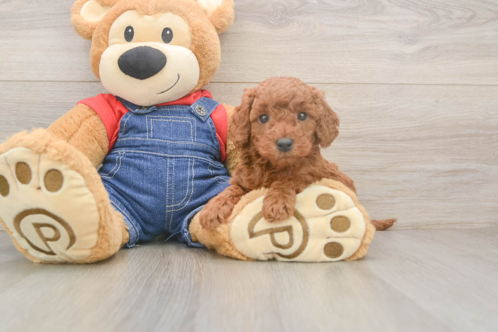 Best Mini Goldendoodle Baby