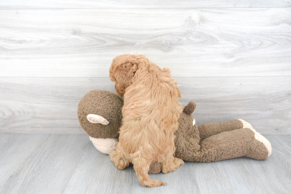 Fluffy Mini Goldendoodle Poodle Mix Pup