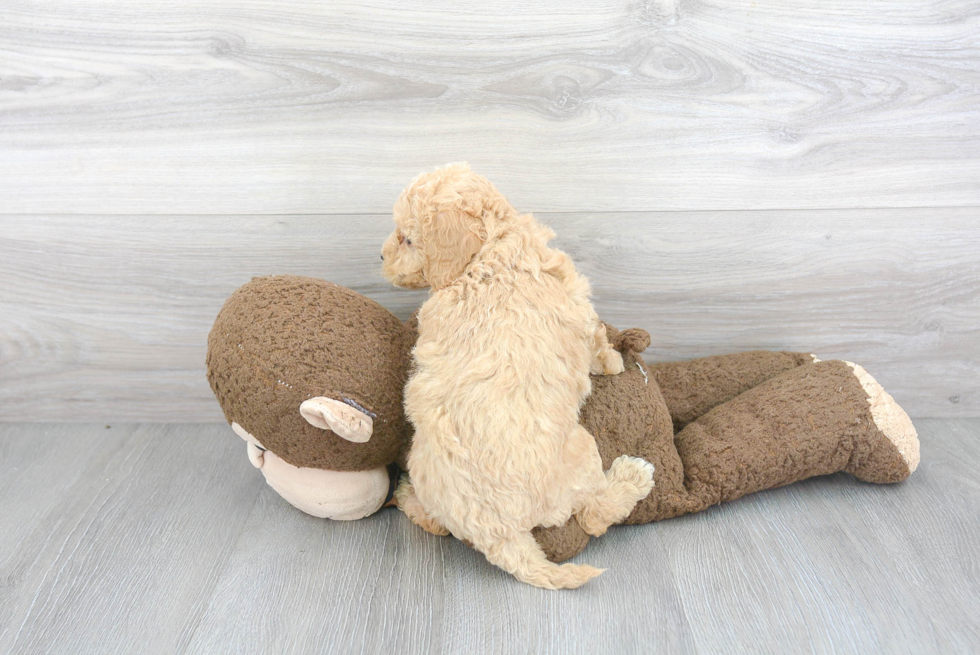 Mini Goldendoodle Puppy for Adoption
