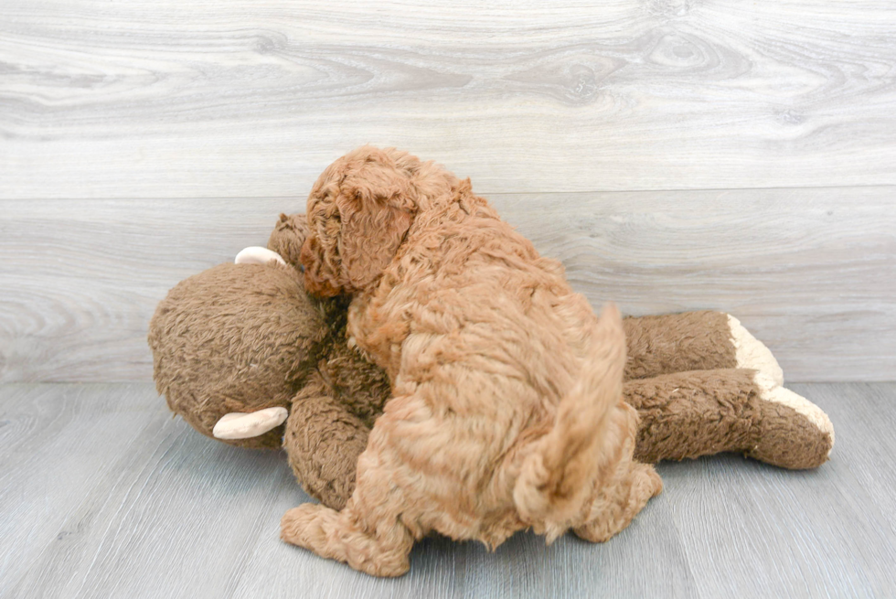 Best Mini Goldendoodle Baby
