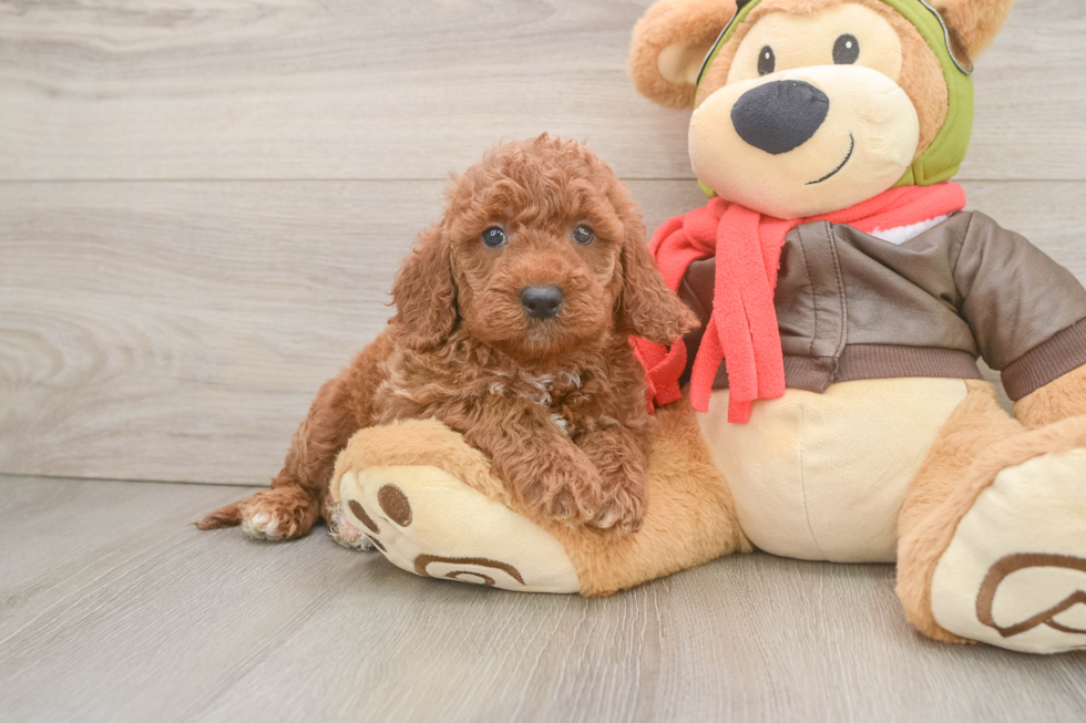 Mini Goldendoodle Puppy for Adoption