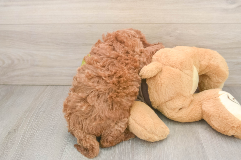 Playful Mini Groodle Poodle Mix Puppy