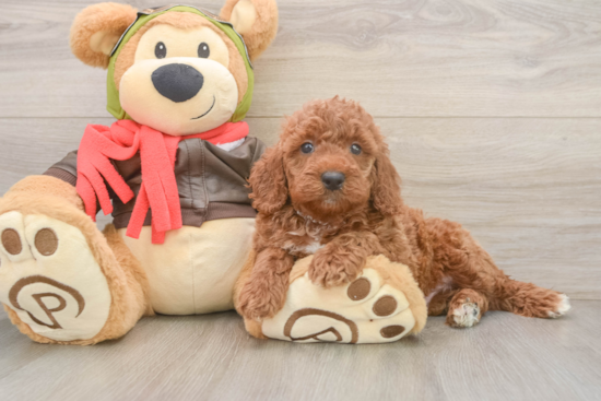 Mini Goldendoodle Pup Being Cute