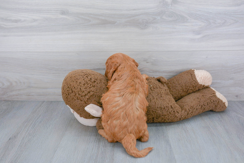 Adorable Golden Retriever Poodle Mix Puppy