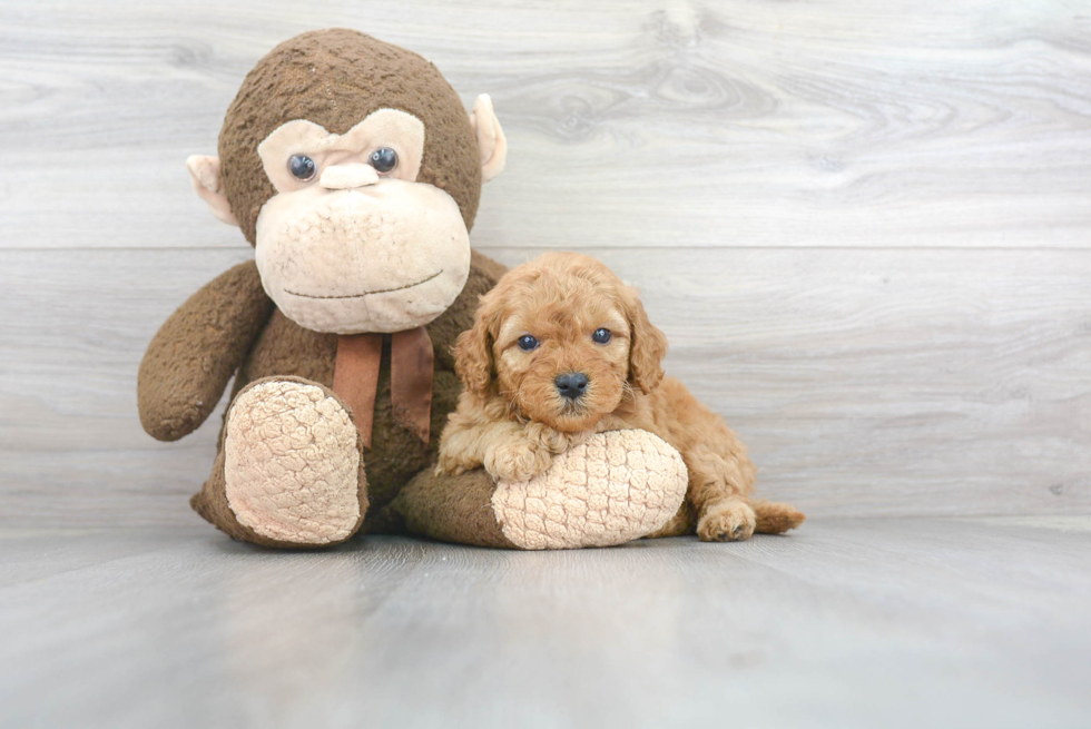 Best Mini Goldendoodle Baby