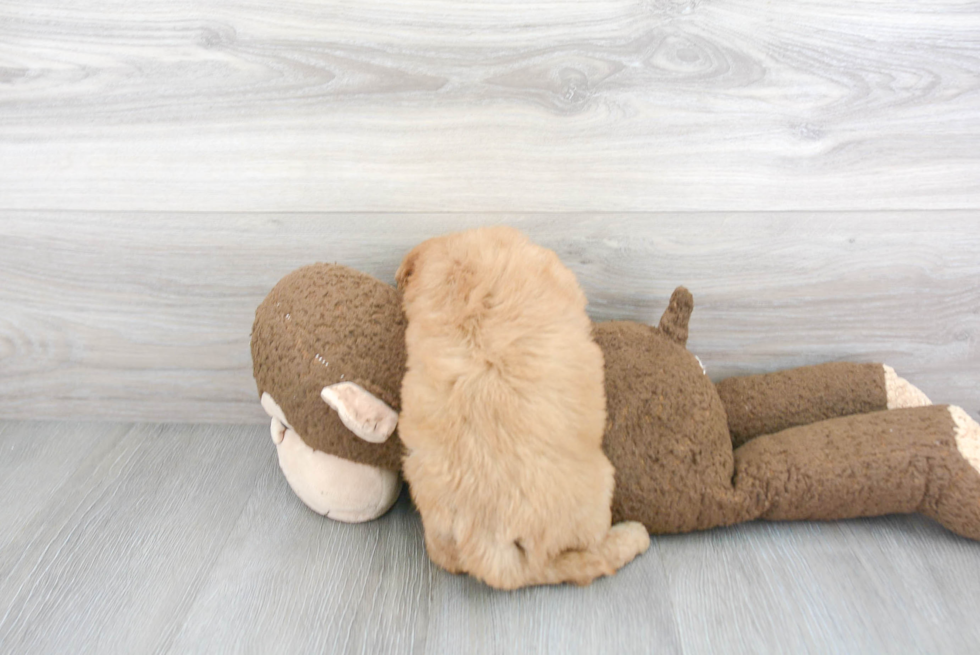 Mini Goldendoodle Pup Being Cute