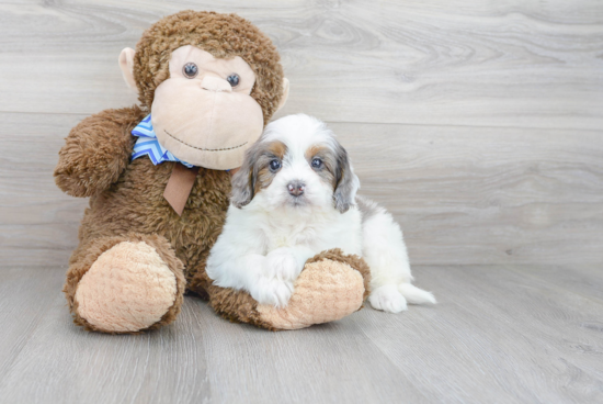 Best Mini Goldendoodle Baby