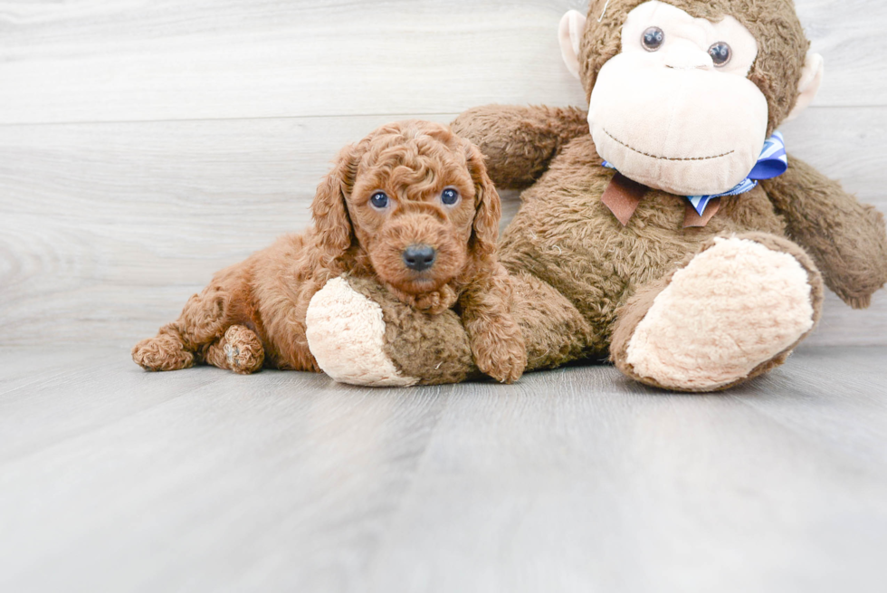 Energetic Golden Retriever Poodle Mix Puppy