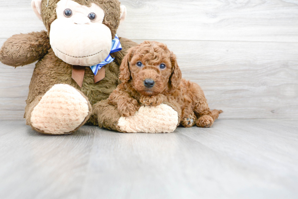 Energetic Golden Retriever Poodle Mix Puppy