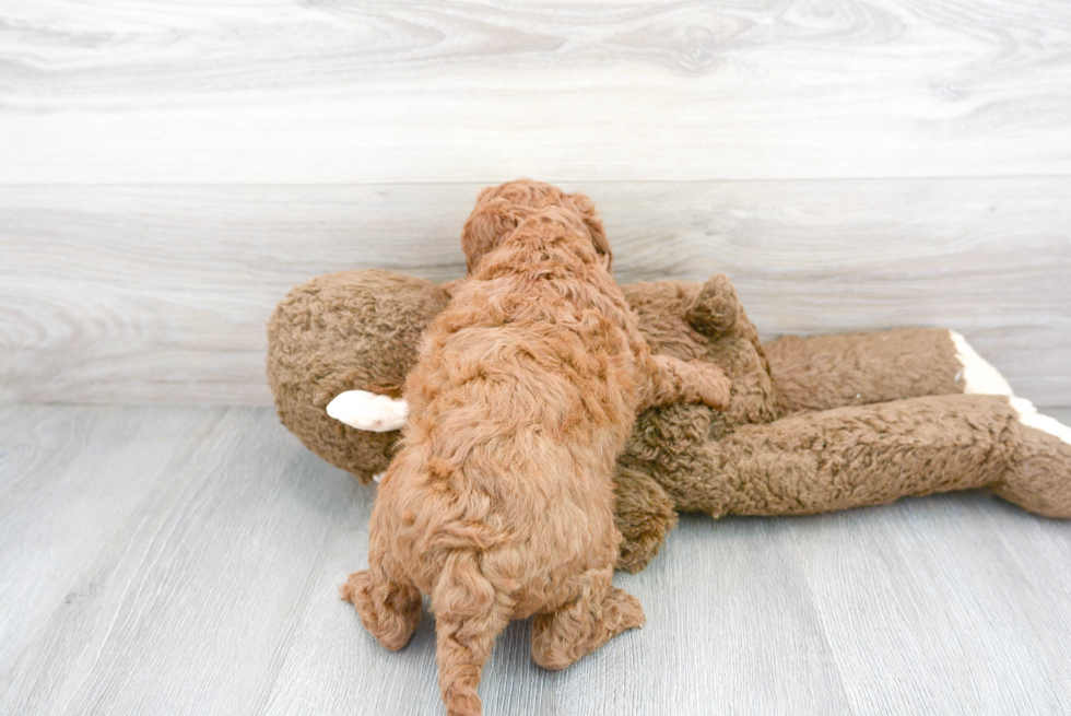 Hypoallergenic Golden Retriever Poodle Mix Puppy