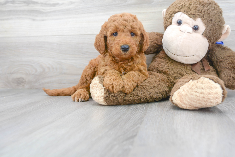 Mini Goldendoodle Puppy for Adoption