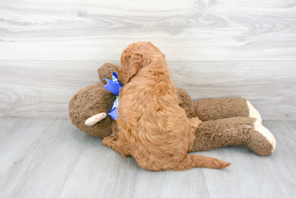 Popular Mini Goldendoodle Poodle Mix Pup