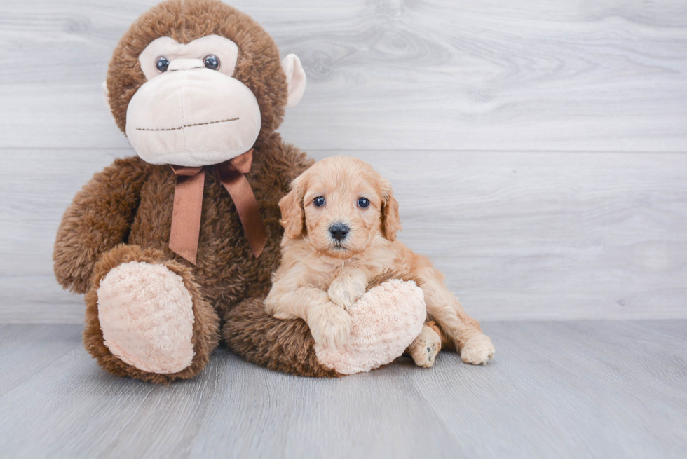 Mini Goldendoodle Puppy for Adoption