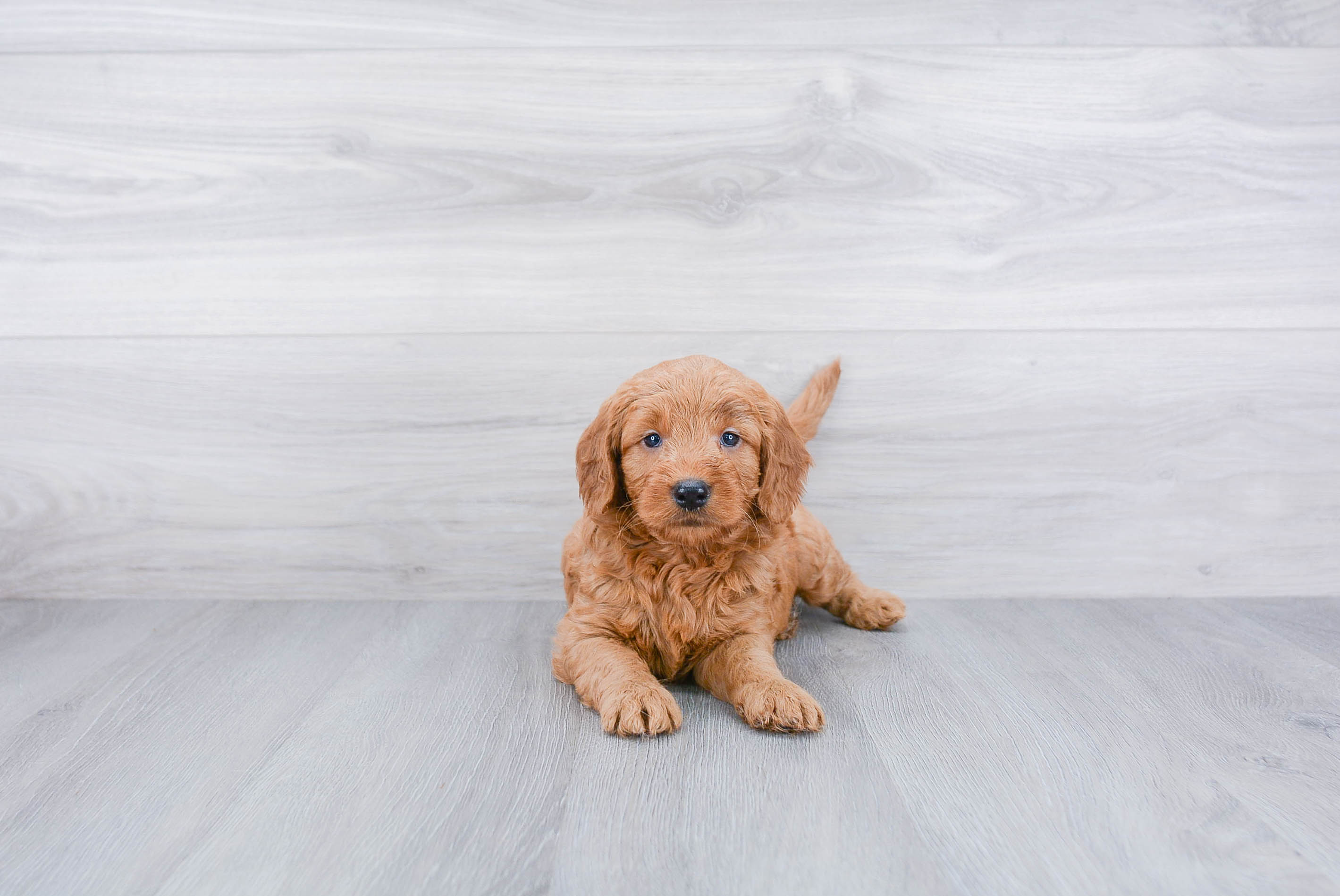 Mini Goldendoodle Pup Being Cute