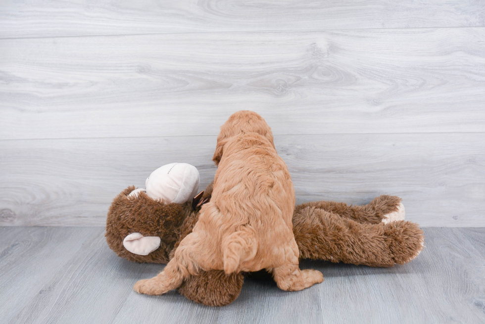 Mini Goldendoodle Pup Being Cute