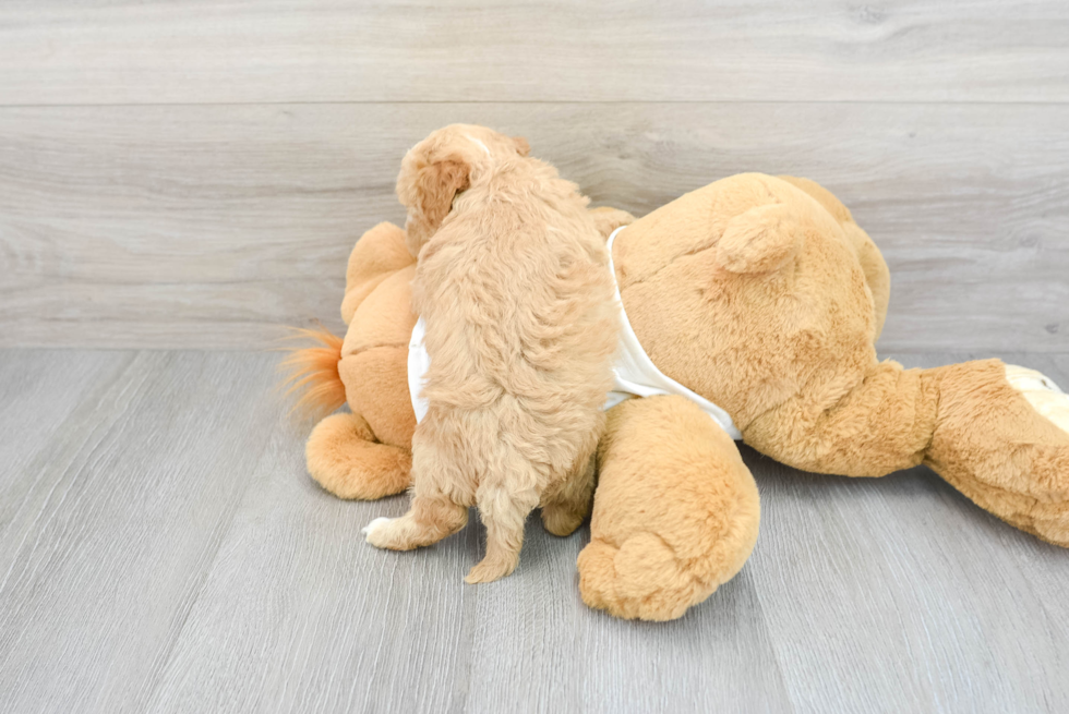 Smart Mini Goldendoodle Poodle Mix Pup