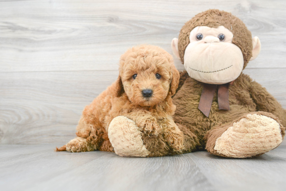 Mini Goldendoodle Puppy for Adoption