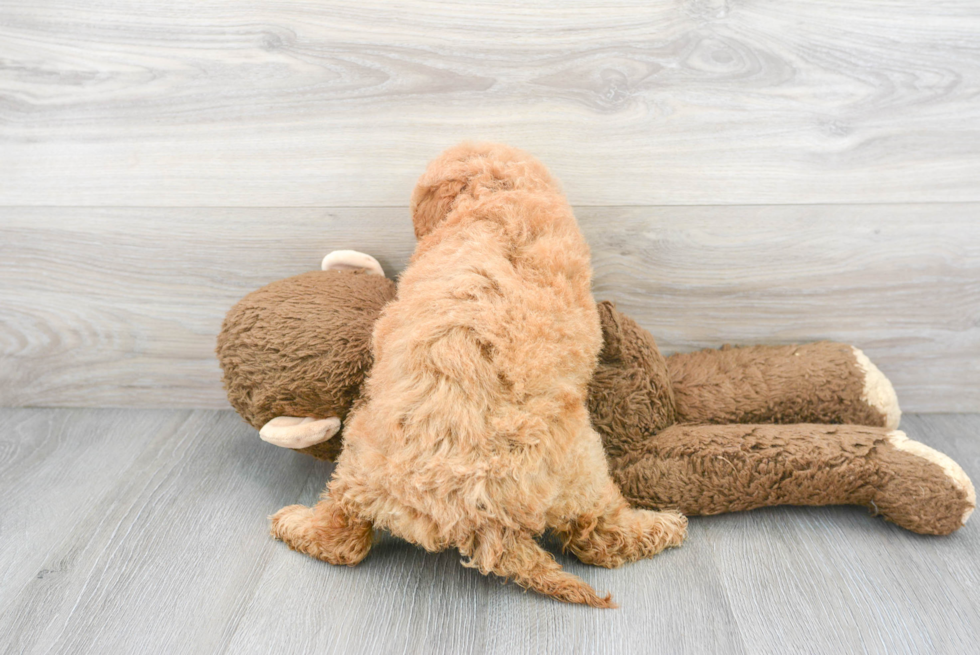 Best Mini Goldendoodle Baby