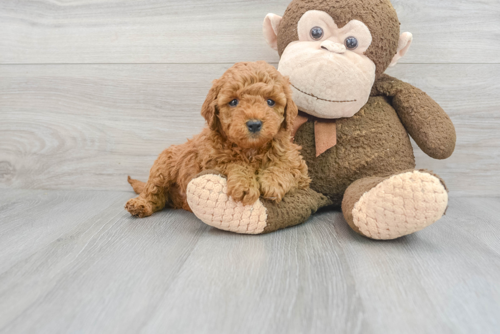 Best Mini Goldendoodle Baby
