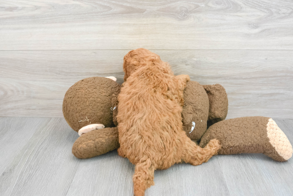 Mini Goldendoodle Pup Being Cute