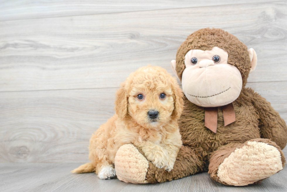Sweet Mini Goldendoodle Baby