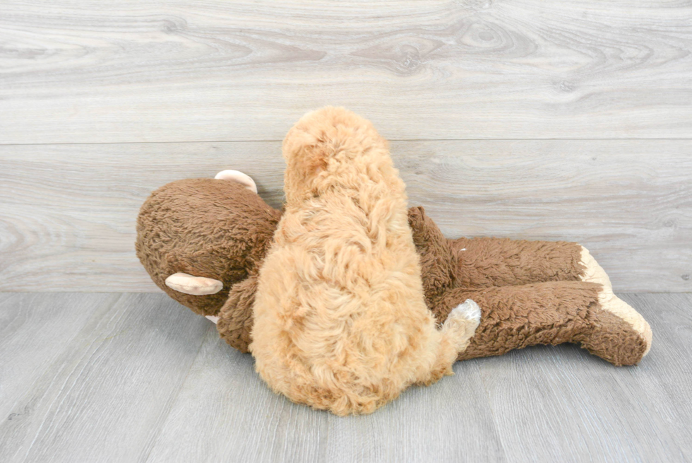 Mini Goldendoodle Pup Being Cute