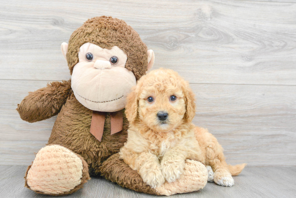 Little Golden Retriever Poodle Mix Puppy