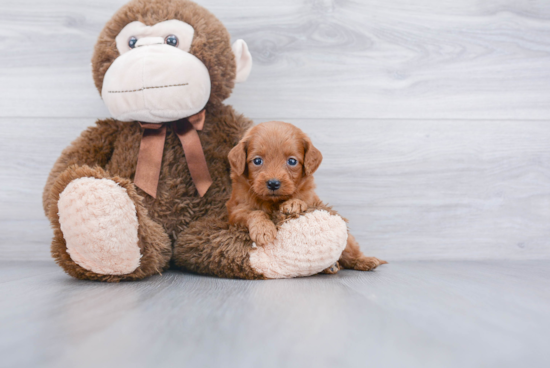 Mini Goldendoodle Puppy for Adoption