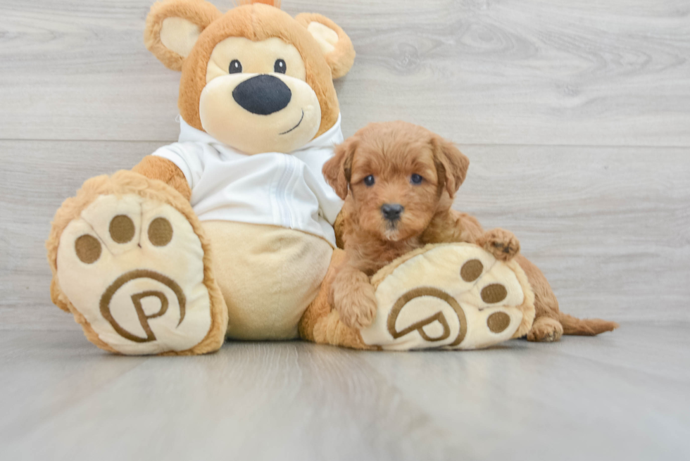 Popular Mini Goldendoodle Poodle Mix Pup