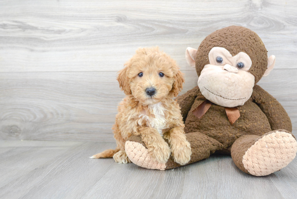 Petite Mini Goldendoodle Poodle Mix Pup