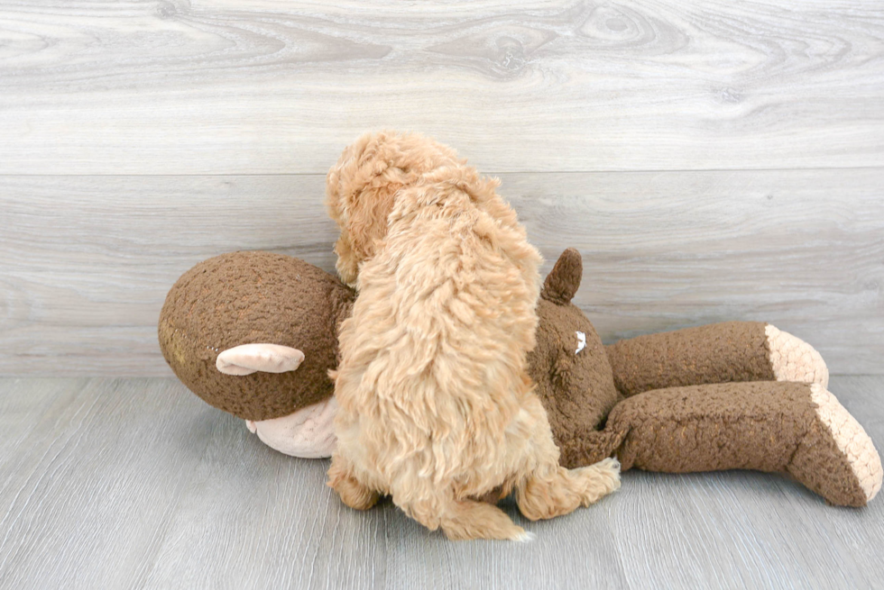 Cute Mini Goldendoodle Baby