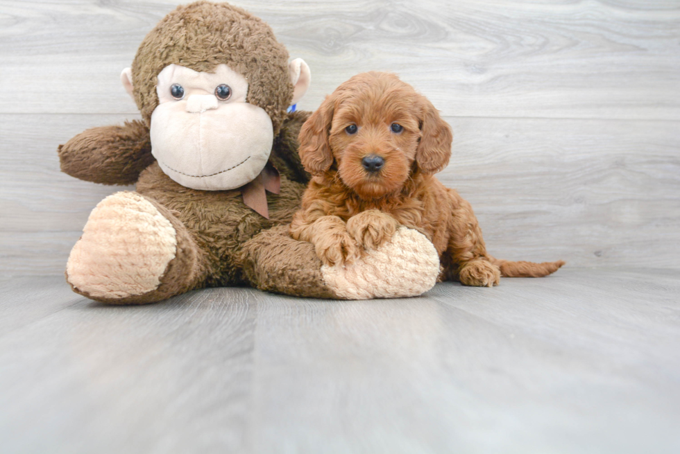 Mini Goldendoodle Pup Being Cute