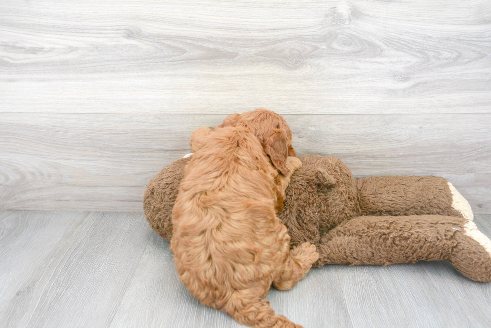 Sweet Mini Goldendoodle Baby
