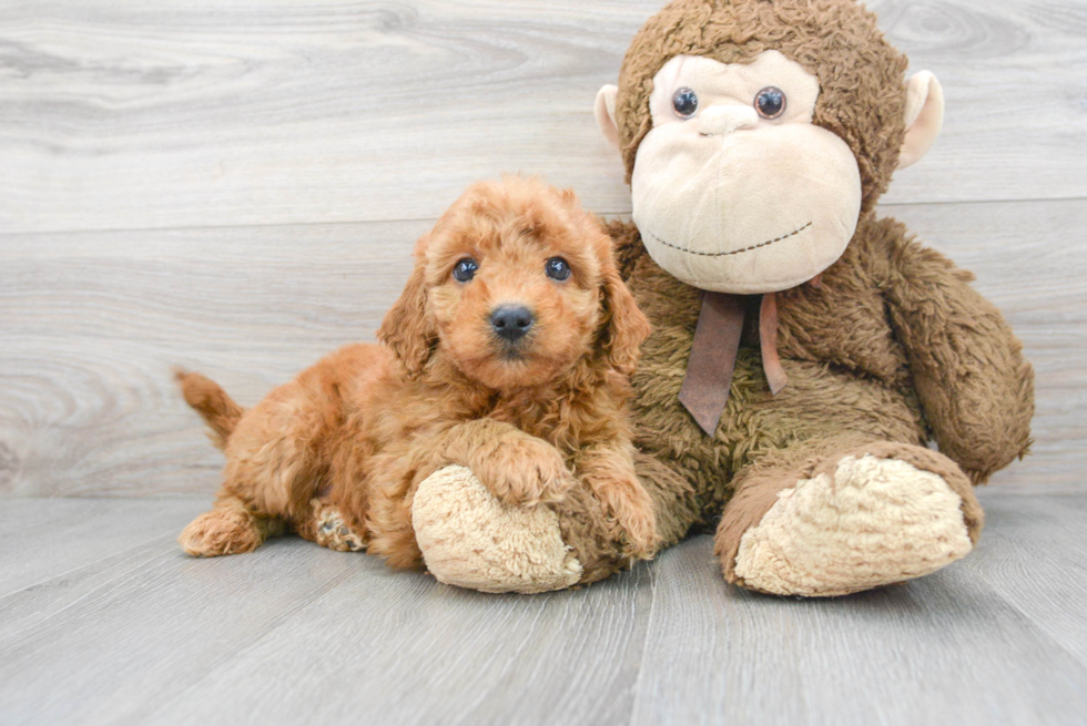 Mini Goldendoodle Puppy for Adoption