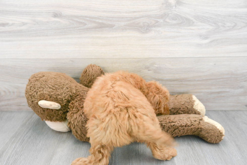 Best Mini Goldendoodle Baby