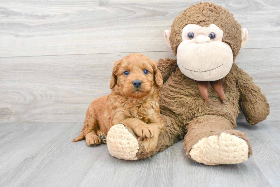 Funny Mini Goldendoodle Poodle Mix Pup