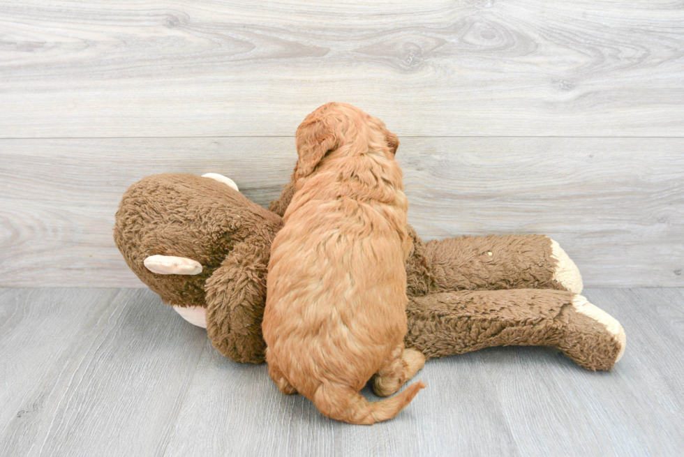 Mini Goldendoodle Puppy for Adoption