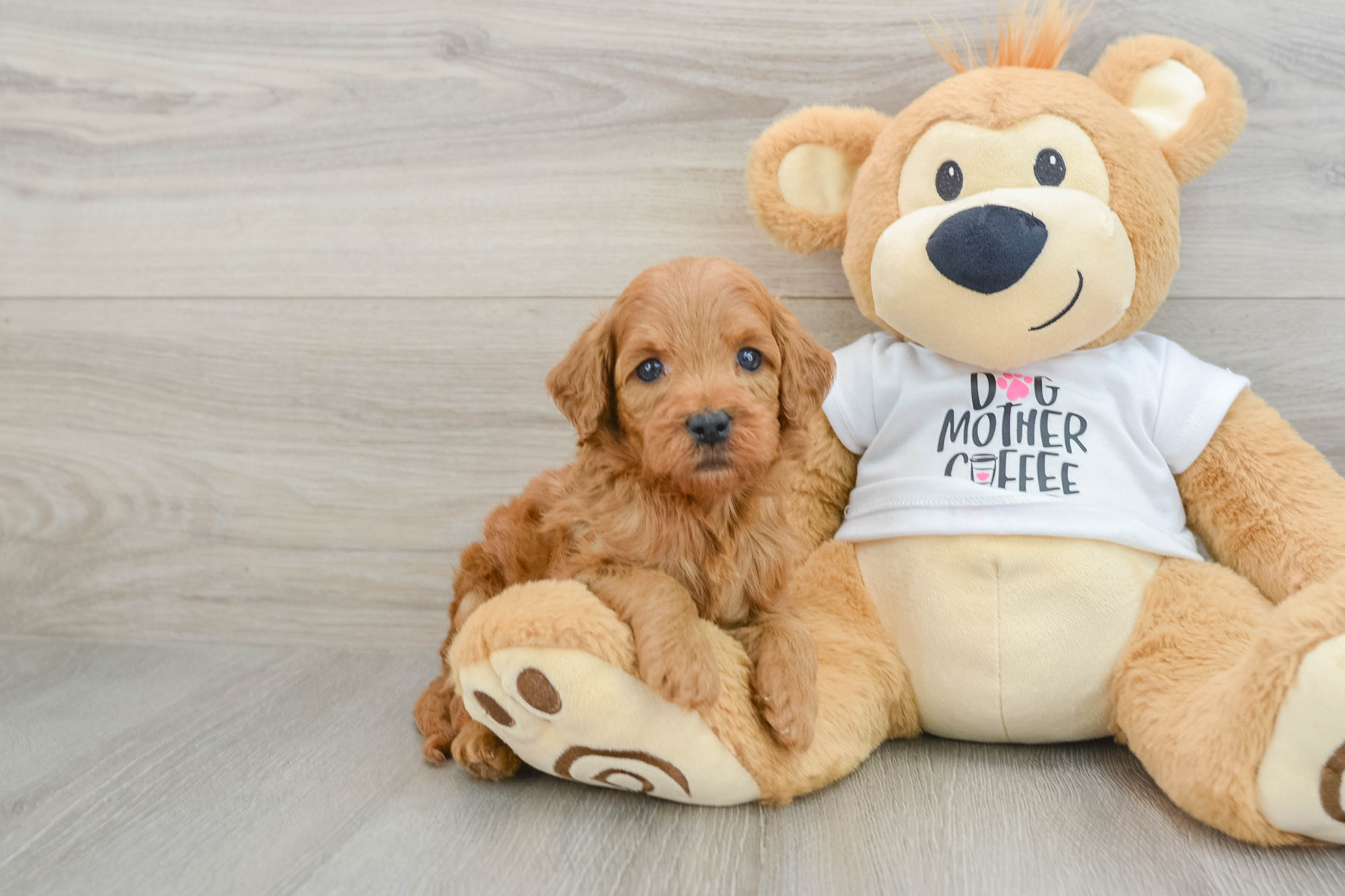 Petite Mini Goldendoodle Poodle Mix Pup
