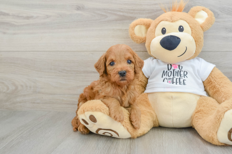 Petite Mini Goldendoodle Poodle Mix Pup