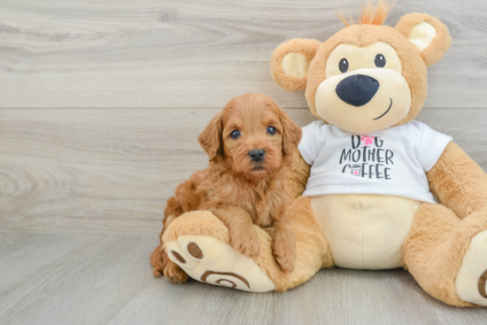 Petite Mini Goldendoodle Poodle Mix Pup
