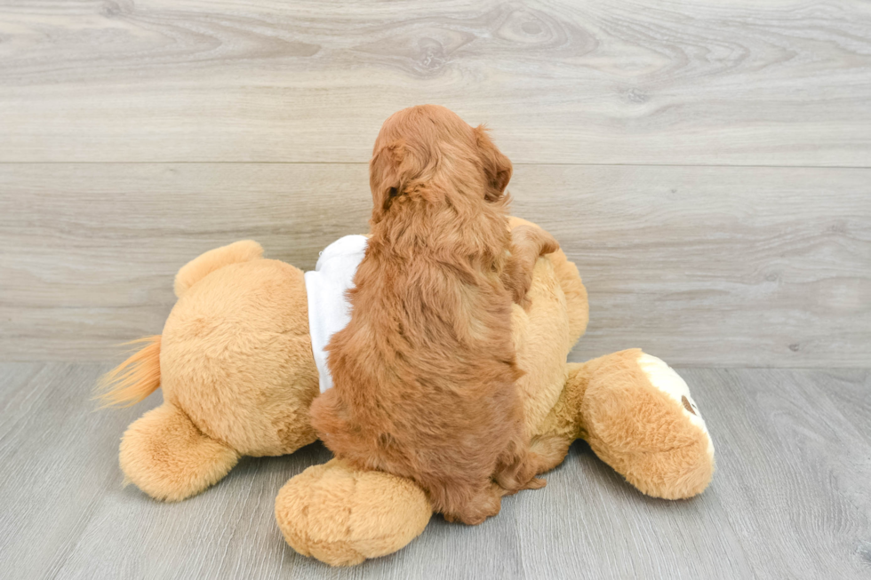 Energetic Golden Doodle Poodle Mix Puppy