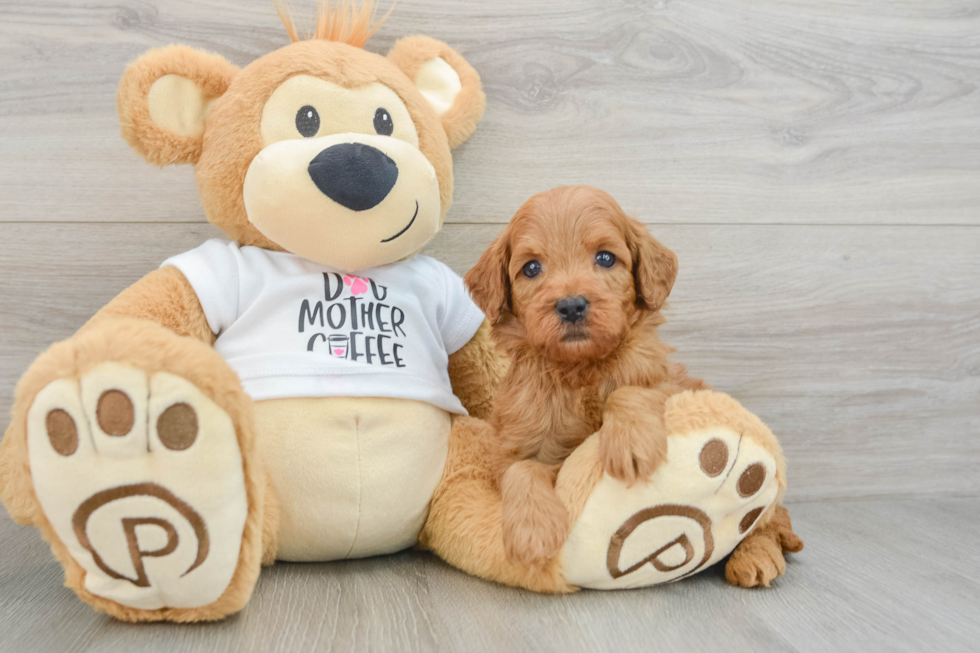 Mini Goldendoodle Puppy for Adoption