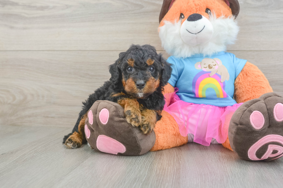 Playful Mini Groodle Poodle Mix Puppy