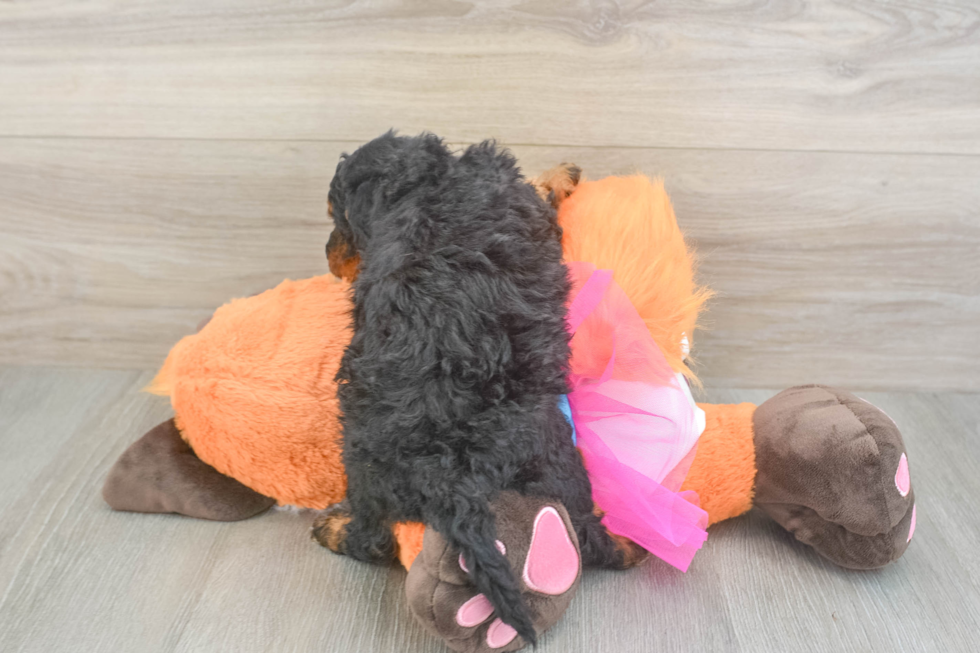 Fluffy Mini Goldendoodle Poodle Mix Pup